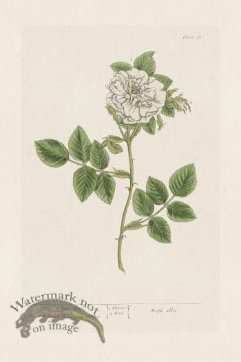 BEE 073 The White Rofe